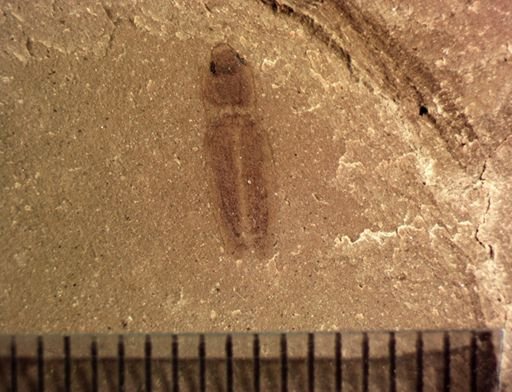 undet. Elateridae