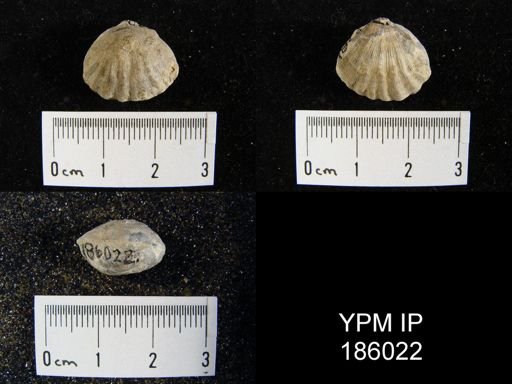 Meekella striatocostata