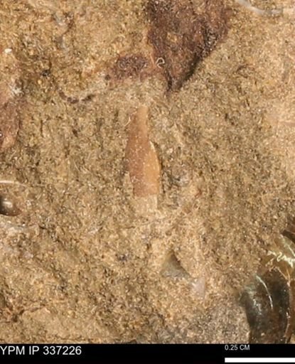 undet. Mollusca