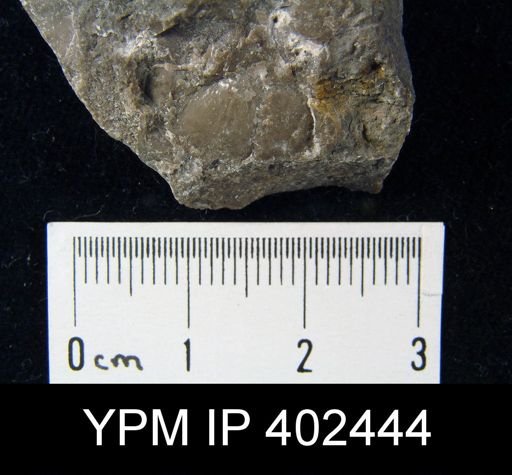 Finkelnburgia sp.