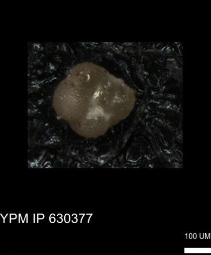 undet. Foraminiferida