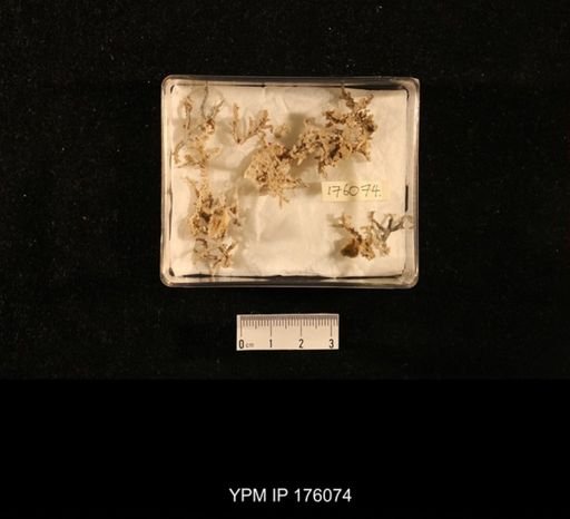 undet. Bryozoa