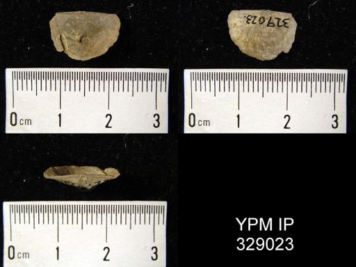 Stropheodonta inaequistriata