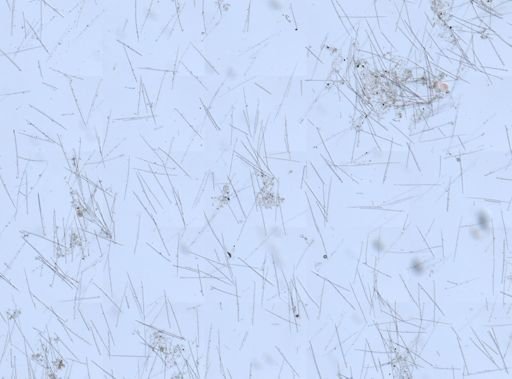 Mycale (Zygomycale) parishii