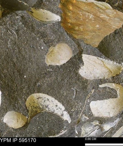 Protocardia sp.
