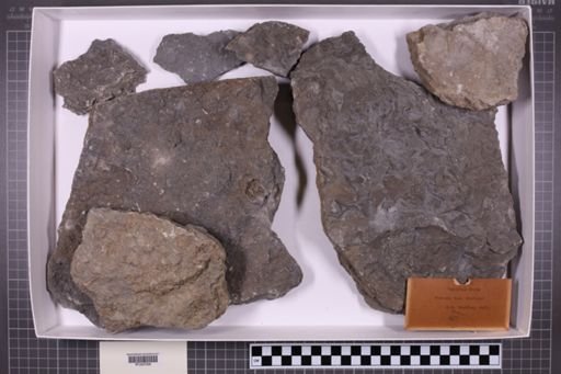 mixed taxa, stratigraphic collection