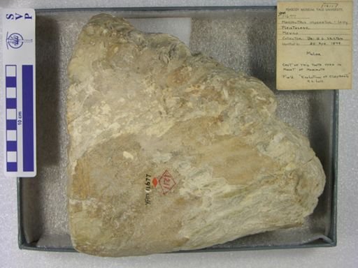 Mammuthus imperator