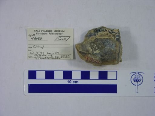 Proboscidea