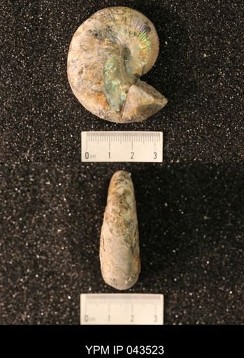 Hoploscaphites nicolletii