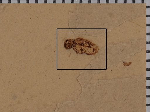 undet. Coleoptera