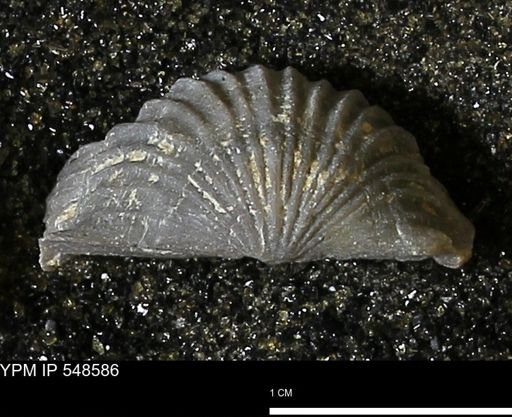 Stropheodonta inflexa?