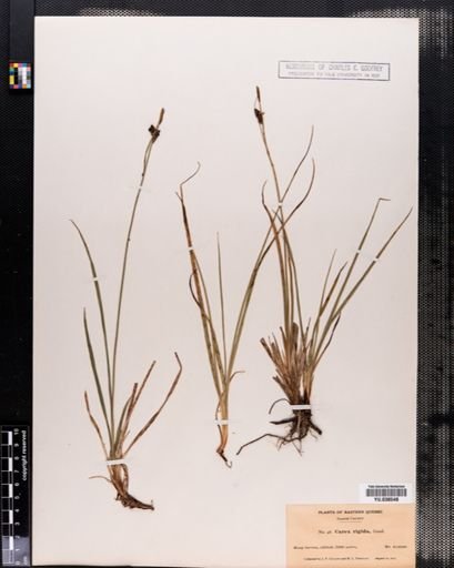 Carex bigelowii