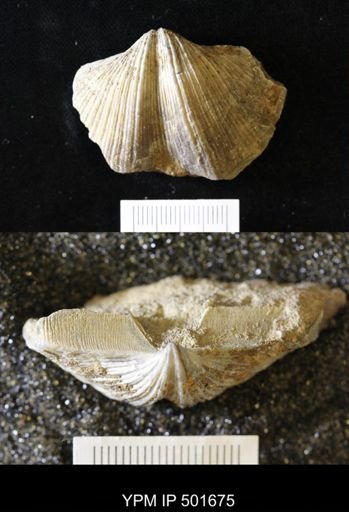 Neospirifer cameratus