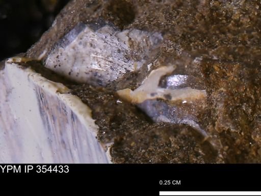 undet. Mollusca