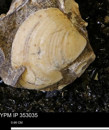 Limopsis striatopunctatus