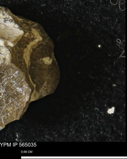 undet. Bivalvia
