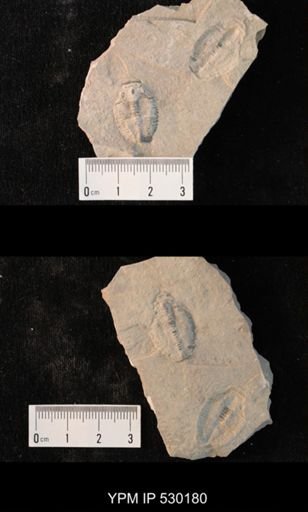 Elrathia kingi