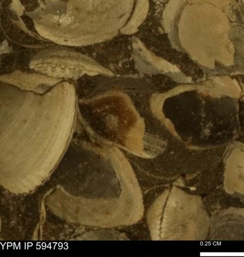 Limopsis striatopunctatus