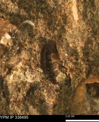 undet. Mollusca