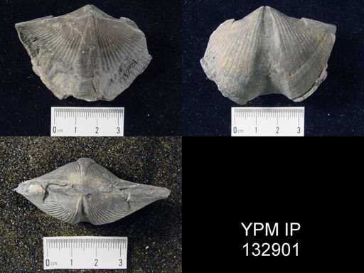 Spinocyrtia granulosa