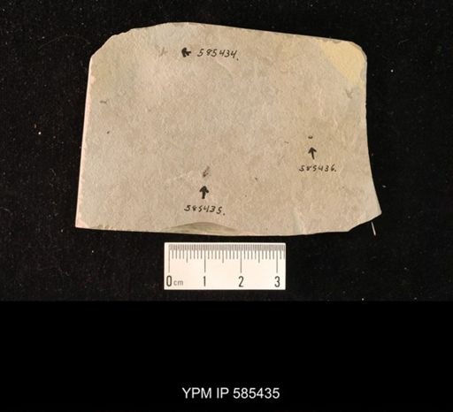 undet. Coleoptera