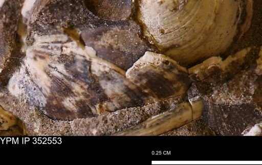 undet. Bivalvia