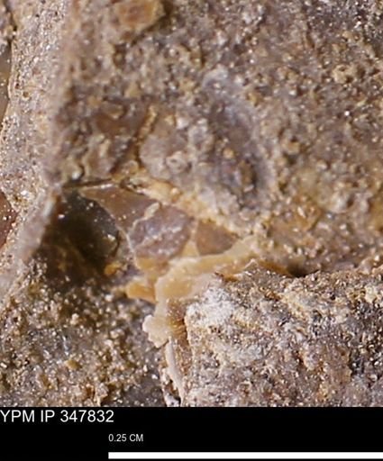 undet. Mollusca