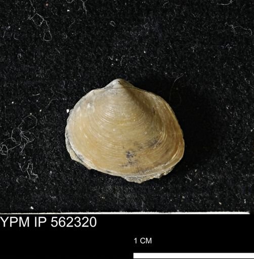 Limopsis striatopunctatus