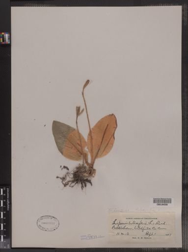 Liparis liliifolia