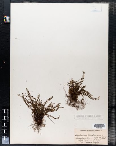 Asplenium trichomanes