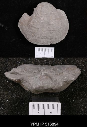 Echinoconchus?