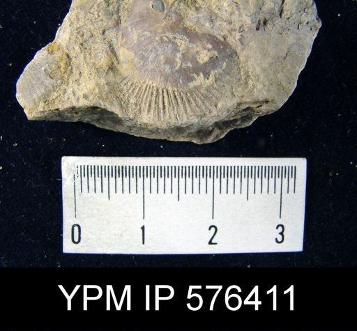 Strophonella striata