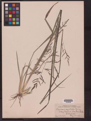 Panicum agrostoides
