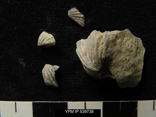 Platystrophia sp.