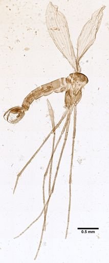 Lutzomyia auraensis