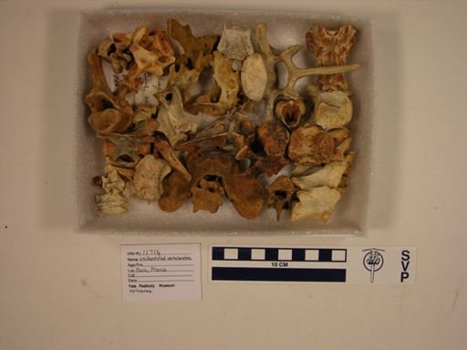 Vertebrata