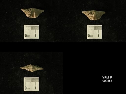 Platystrophia acutilirata prolongata