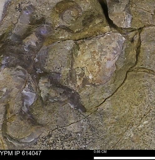 undet. Mollusca