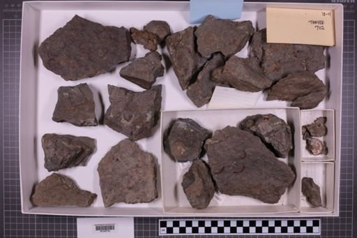 mixed taxa, stratigraphic collection