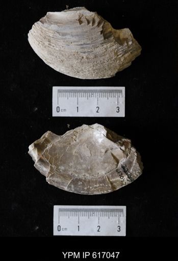 Plesielliptio sp.