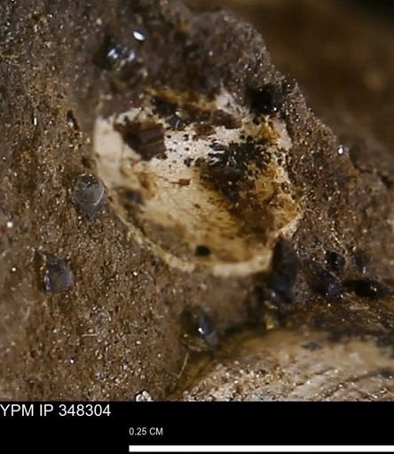 undet. Mollusca