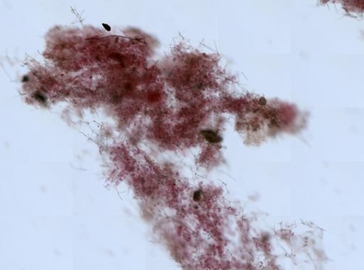 Haliclona sp.
