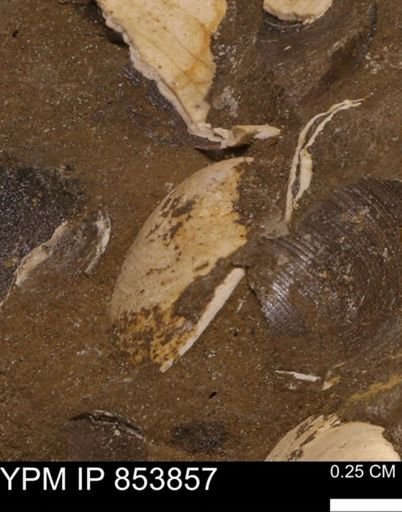 Limopsis striatopunctatus