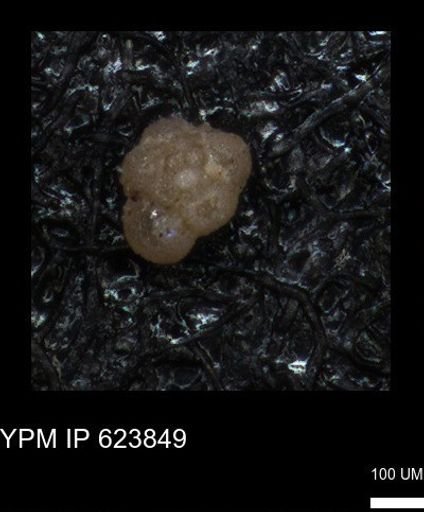undet. Foraminiferida