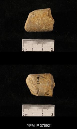 Orthoceras sp.