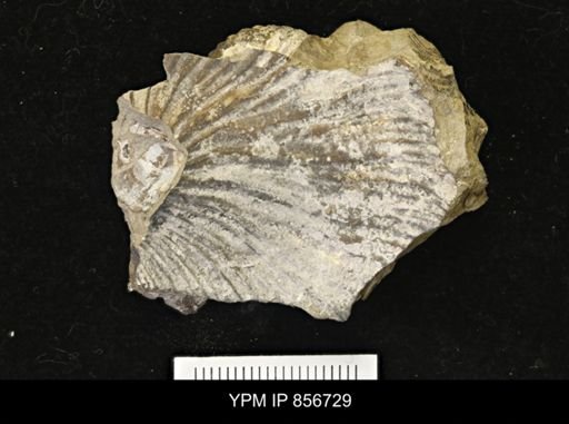 undet. Ammonoidea