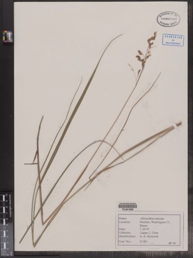 Hierochloe odorata