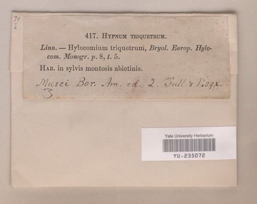 Rhytidiadelphus triquetrus