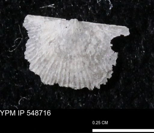 Stropheodonta perplana