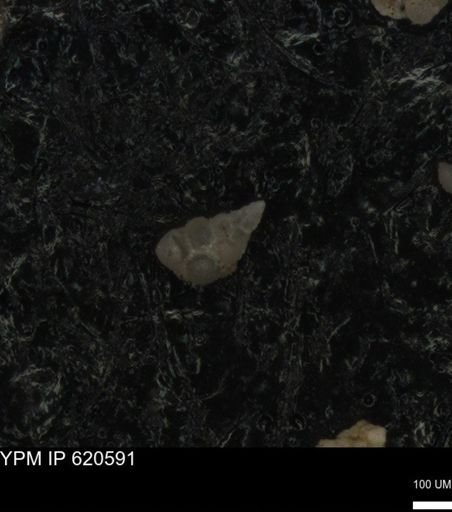 undet. Heterohelicidae